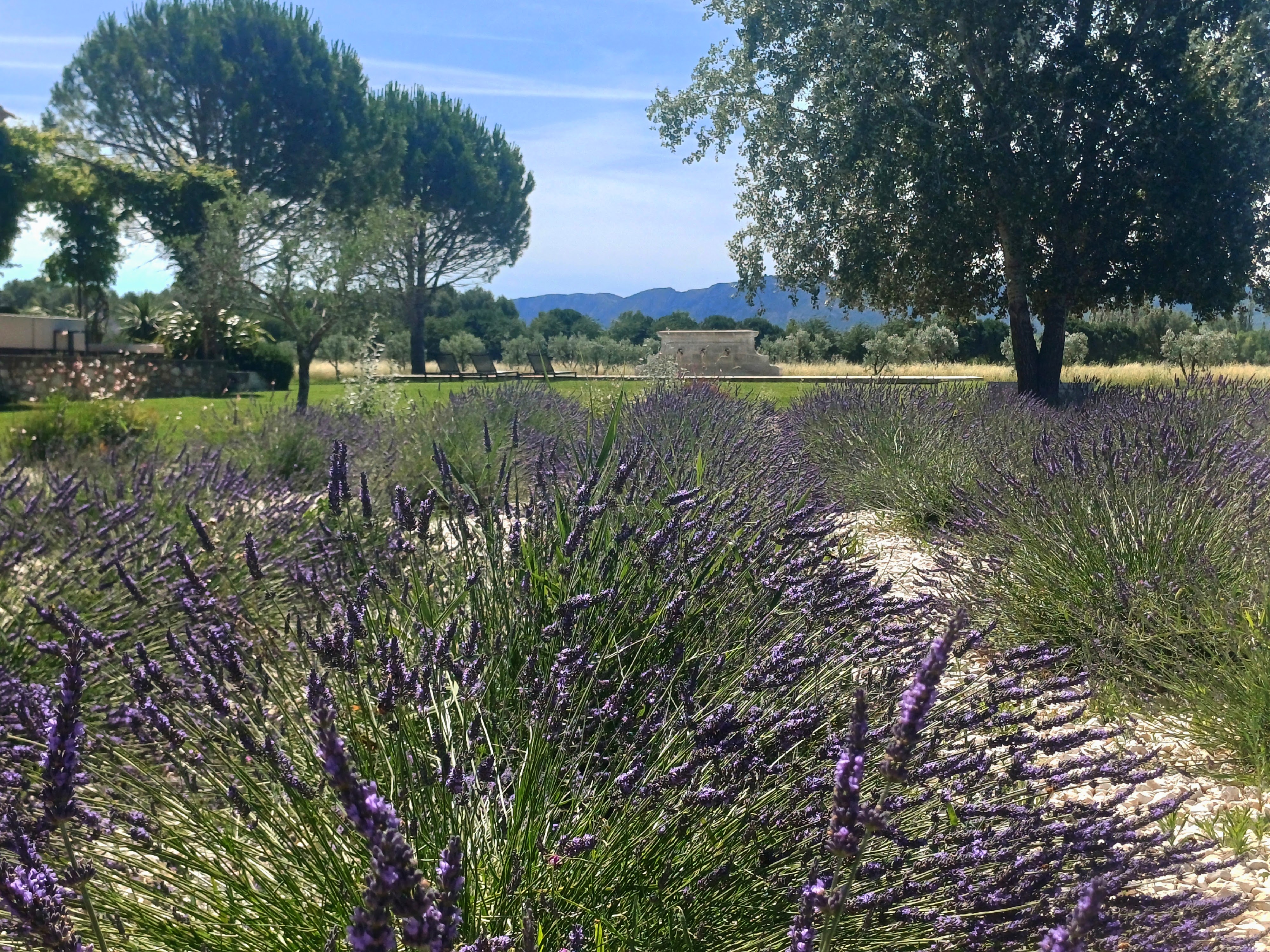création de jardin Saint-Rémy-de-Provence - HL Paysage